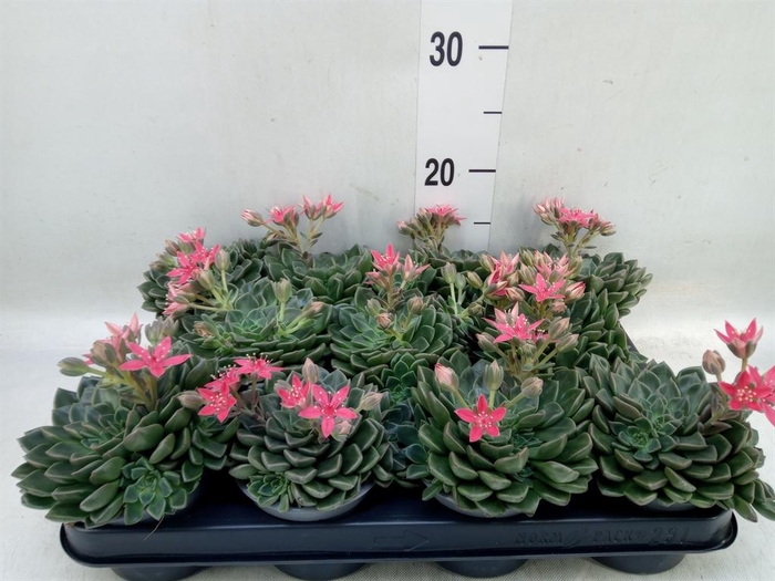 <h4>Graptopetalum tacitus</h4>