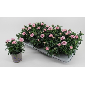 DIAN OSC PURPLE STAR