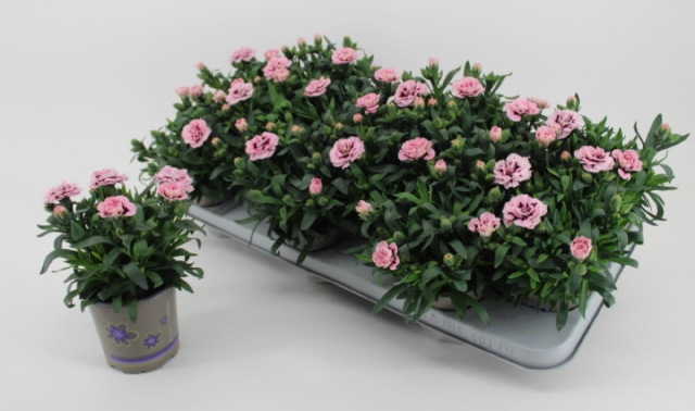 DIAN OSC PURPLE STAR