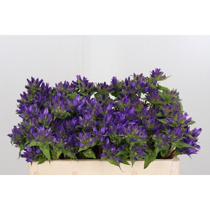 Campanula Glom Blauw Anoeska