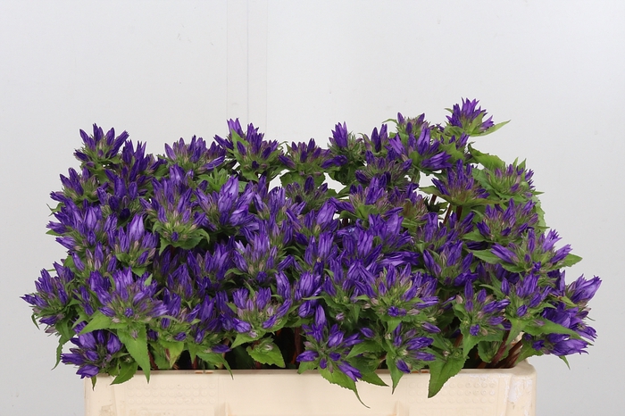 <h4>Campanula Glom Blauw Anoeska</h4>