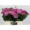 Dahlia Annamarie