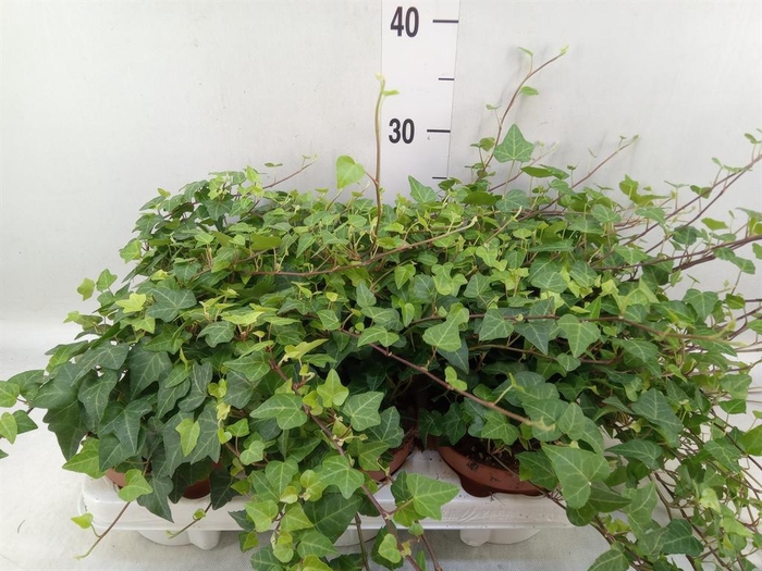 <h4>Hedera helix 'Anna'</h4>