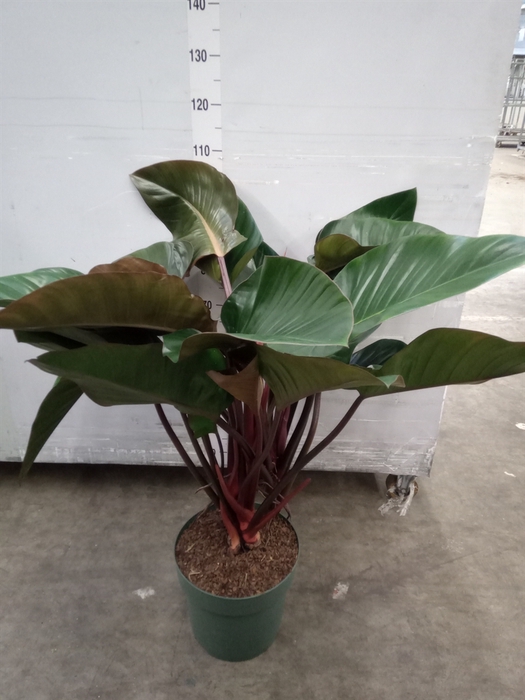 <h4>Philodendron  'Red Beauty'</h4>