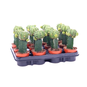 Gymno groen geent 8,5 cm