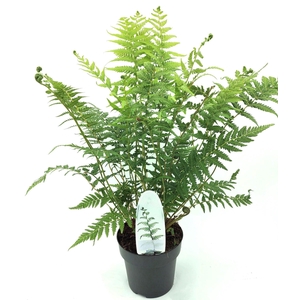 Dicksonia antarctica