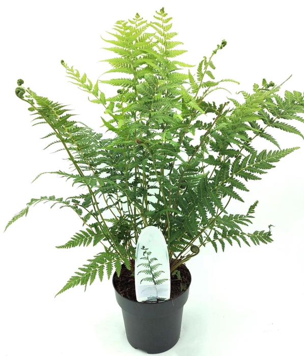 <h4>Dicksonia antarctica</h4>