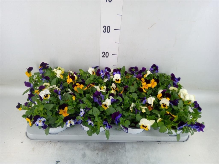 <h4>Viola ...tricolor</h4>