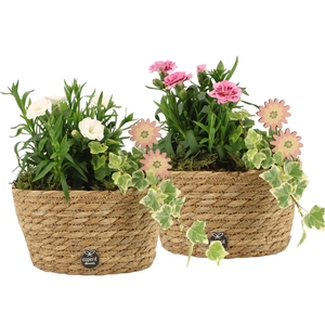 11663: Outdoor spring arrangement