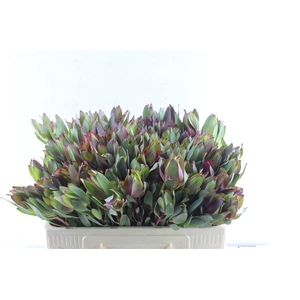 Leucad Senorita