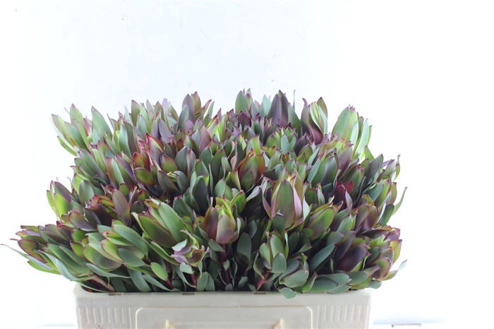 <h4>Leucad Senorita</h4>