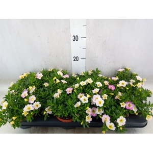 Calibrachoa  'Callie Pink'
