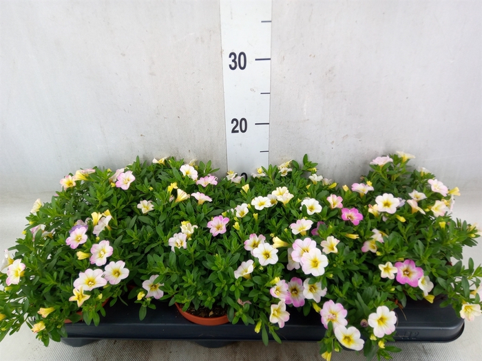 <h4>Calibrachoa  'Callie Pink'</h4>