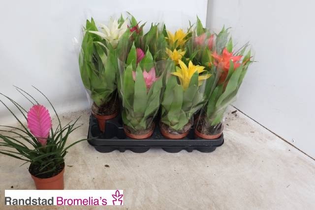 <h4>BROMELIA GEM</h4>