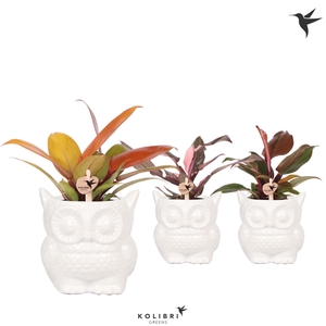 Kolibri Greens Philodendron mix in Owl pot white