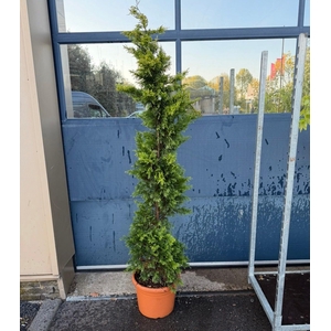 CUPR LEYLANDII OV