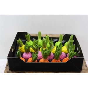 Wax Hyacinth Korrel Mix