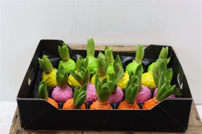 <h4>Wax Hyacinth Korrel Mix</h4>