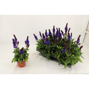 SALVIA BLUE MARVEL