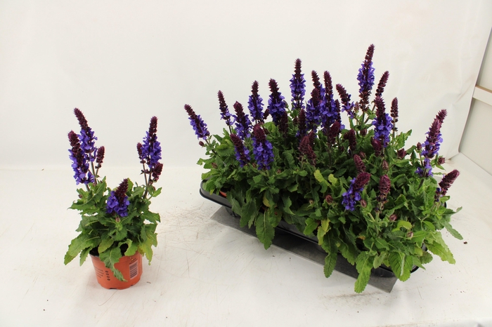 <h4>SALVIA BLUE MARVEL</h4>
