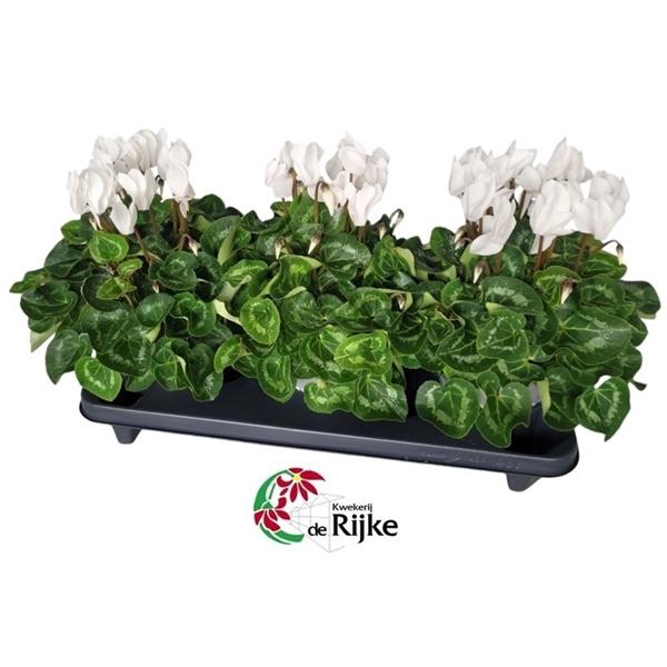 <h4>Cyclamen Super Serie XL 15 WIT</h4>