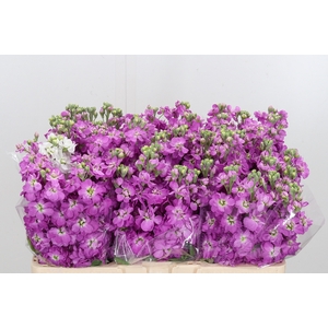 Matthiola Centrum Rose
