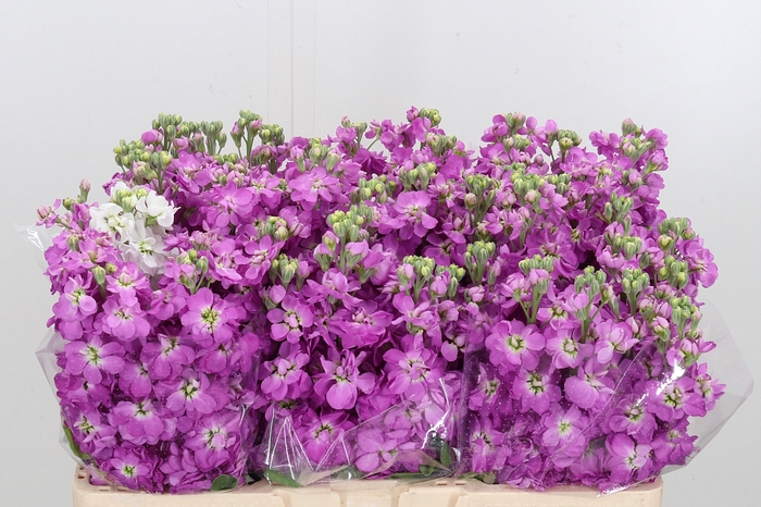 <h4>Matthiola Centrum Rose</h4>