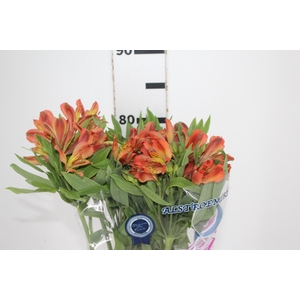 ALSTROEMERIA CINNAMON 080 CM