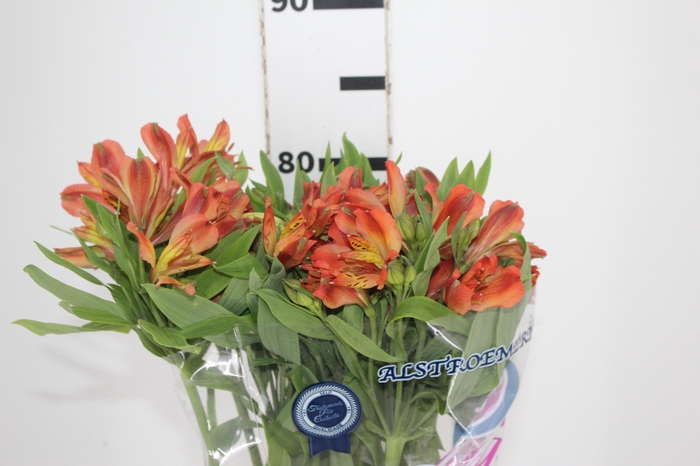 <h4>ALSTROEMERIA CINNAMON 080 CM</h4>