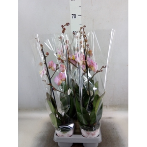Phalaenopsis   ...