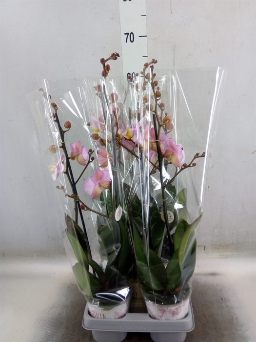 <h4>Phalaenopsis   ...</h4>