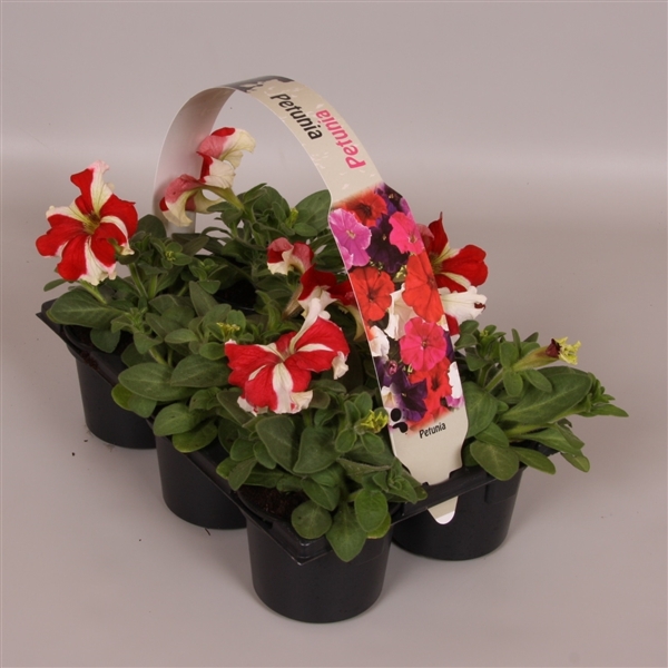 <h4>Petunia rood ster 6p</h4>