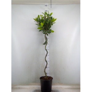 Laurus nobilis
