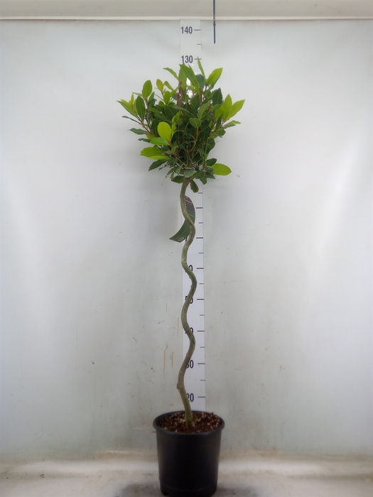 <h4>Laurus nobilis</h4>