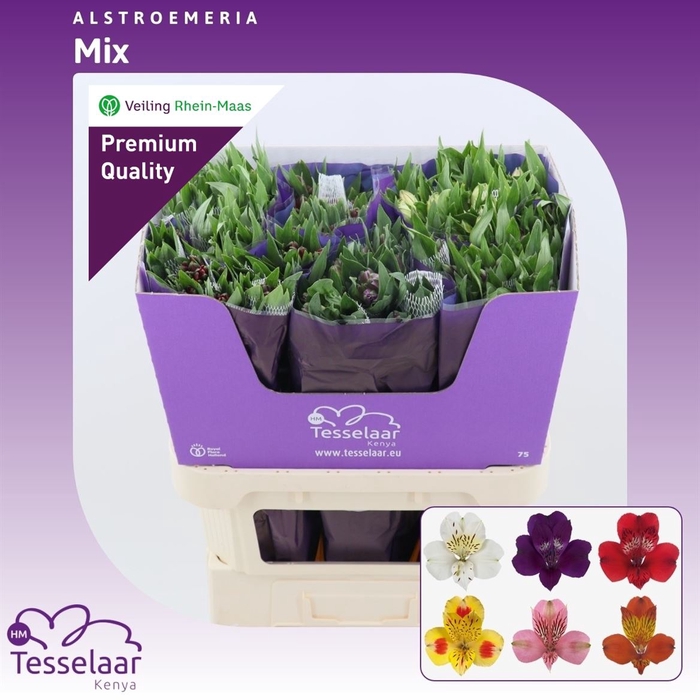 <h4>Alstroemeria Mix | Heavy Quality</h4>