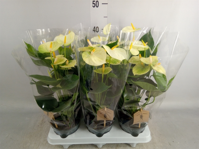 <h4>Anthurium andr. 'Vanilla'</h4>