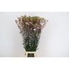 ANIGOZ JUDITH GREEN/RED 110CM