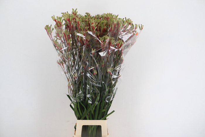 ANIGOZ JUDITH GREEN/RED 110CM