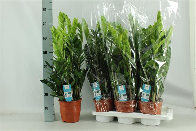 Zamioculcas zamifolia 17Ø 80cm 8st