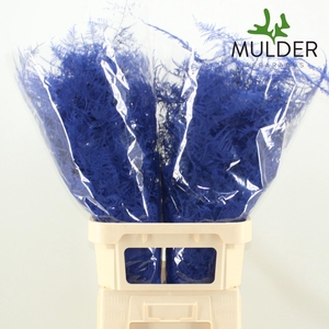 Asparagus Colored DARK BLUE