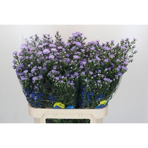 Aster Milka