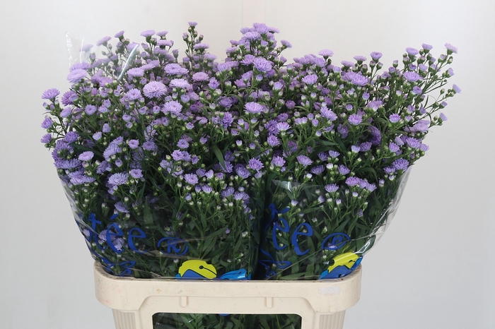 <h4>Aster Milka</h4>