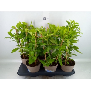 Plumbago auriculata