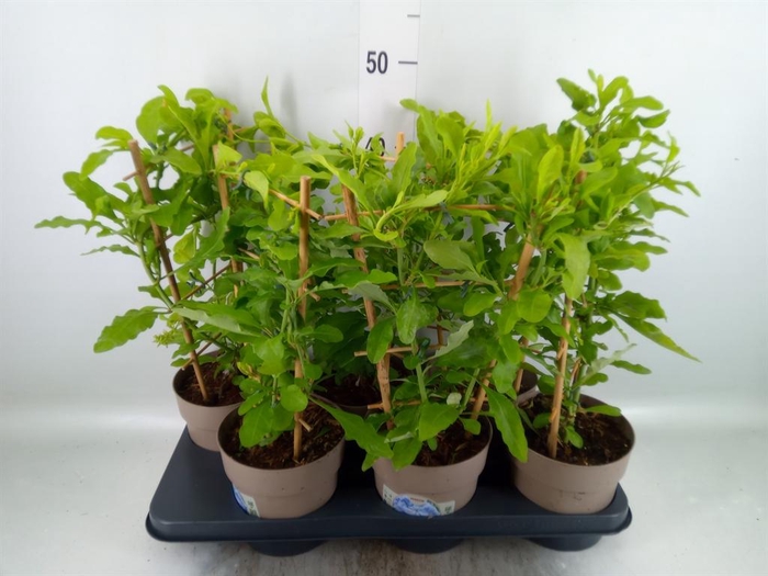 <h4>Plumbago auriculata</h4>