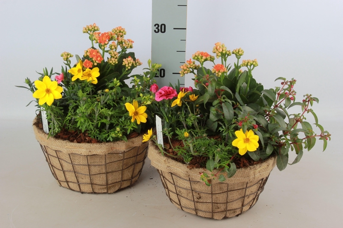 <h4>ARR TUINPLANTEN</h4>