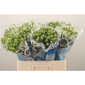 Hyp Coco Bamboo Green