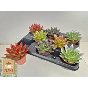 ECHEV PAINTED BRUSHED