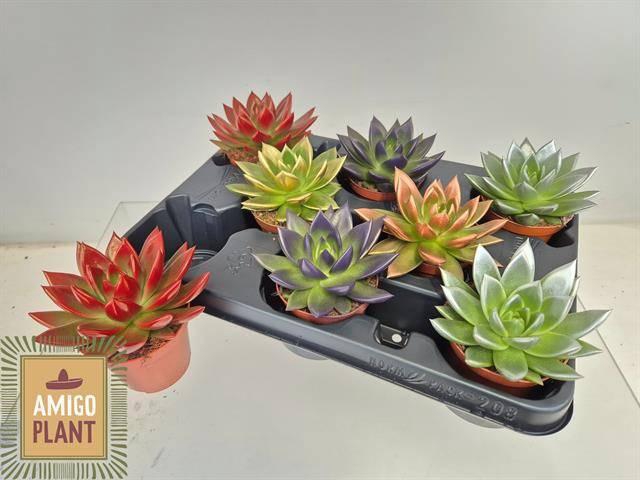 <h4>ECHEV MIRANDA</h4>