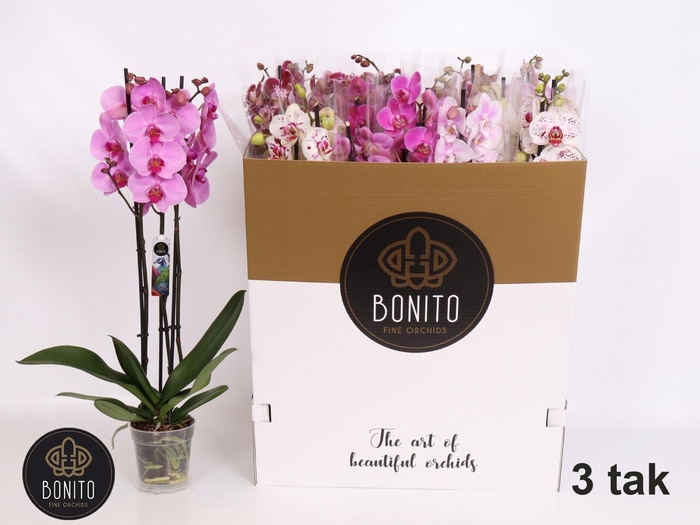 <h4>PHAL GEM 7 KL</h4>