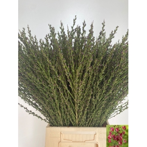 CYTISUS BOSKOOP RUBY